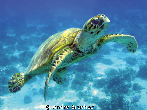 Tortue verte shootée lors de ma croisière nord. by André Bruchez 